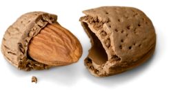 almond suppliers in Delhi